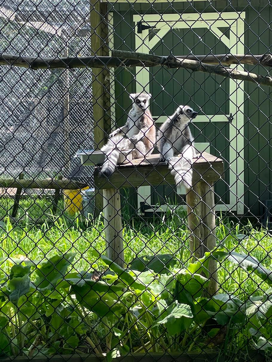 The only lemurs born and bred on Long Island.
